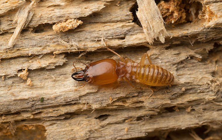 Termites Right-Now Pest Control Service